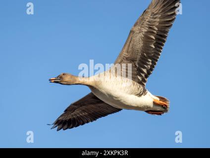 Wald bean goose Unterarten (Anser fabalis fabalis) im Flug Stockfoto