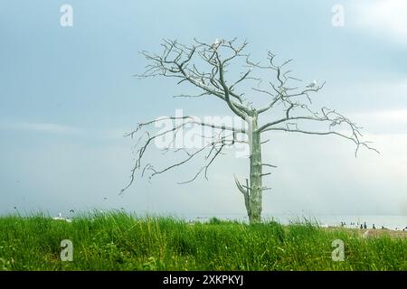 Möwen sitzen auf einem toten Baum (Kiefer), der auf der Insel wächst Stockfoto