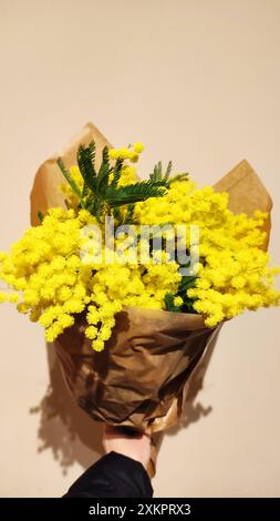 Hand mit einem Strauß gelber Mimosa-Blüten Stockfoto