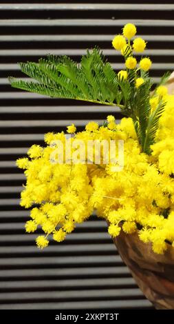 Gelbe Mimosa-Blüten in einer Vase vor einer gestreiften Wand Stockfoto