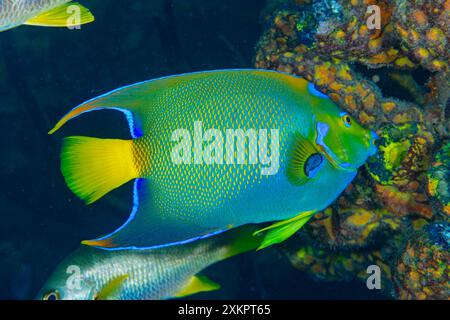 Queen Angel Fisch Karibisches Meer Stockfoto