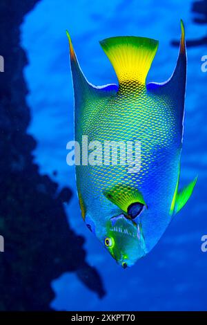 Queen Angel Fisch Karibisches Meer Stockfoto