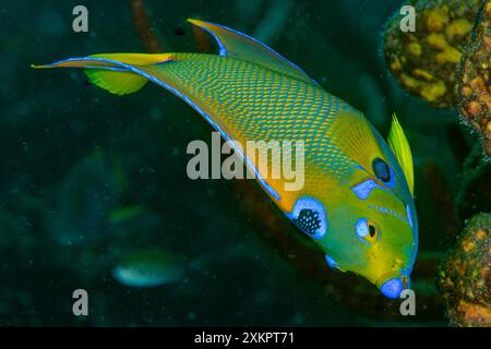 Queen Angel Fisch Karibisches Meer Stockfoto