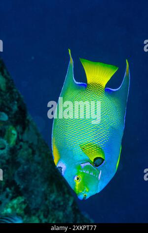 Queen Angel Fisch Karibisches Meer Stockfoto