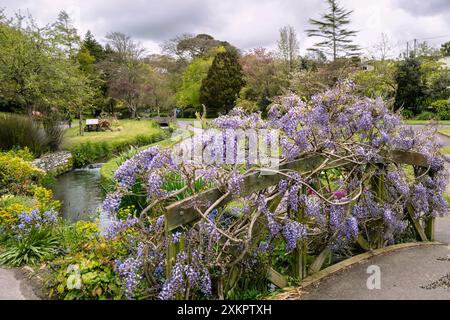 Eine atemberaubende Wisteria sinensis, die über einer hölzernen, dekorativen Fußbrücke wächst, preisgekrönte historische subtropische Trenance Gardens in Newquay in Cornwall. Stockfoto