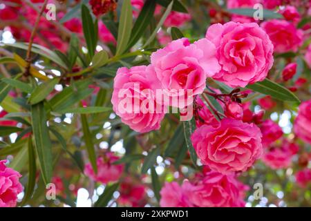 Nahaufnahme von reinrosa, vollständig doppelten Blüten von Nerium Oleander (Tavira, Portugal) Stockfoto