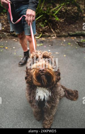 Ein Sproodle, der in Cornwall in Großbritannien spaziert wurde. Stockfoto