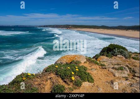 Seeteisy (Asteriscus maritimus) blüht auf den Klippen an der atlantikküste in Alentejo, Portugal. Stockfoto