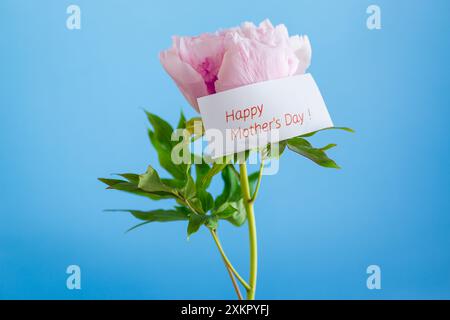 Rosa Baum Pfingstrose Blume, isoliert auf blauem Hintergrund. Stockfoto
