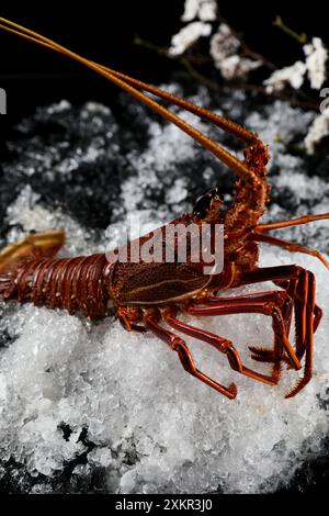 。Jasus lalandii, auch bekannt als Cape Rock Hummer oder West Coast Rock Hummer, ist eine Art von Stachellobster Stockfoto