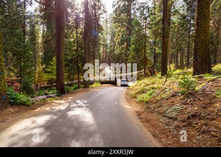 Auto fährt durch einen Tunnel, der durch einen gefallenen Mammutbaum an einem sonnigen Herbsttag gehauen ist Stockfoto