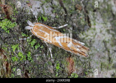 Cameraria ohridella (Rosskastanienblattminer) auf Rosskastanie mit Markierungen und Details. Eine Motte auf der Rinde eines Kastanienbaums. Ultralacro. Stockfoto