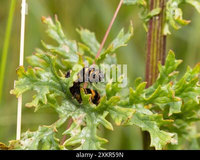 Zinnober Raupenmotten, Tigermotten. Eine Makroaufnahme einer raupe, die sich an einem Blatt ernährt, zeigt ihre lebendige Farbe und ihre markanten Körpersegmen Stockfoto