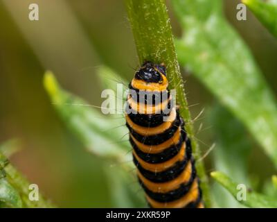 Zinnober Raupenmotten, Tigermotten. Eine Makroaufnahme einer raupe, die sich an einem Blatt ernährt, zeigt ihre lebendige Farbe und ihre markanten Körpersegmen Stockfoto