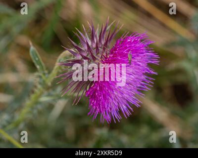 Thistle-Blüten. Lila Disteln in Blüte. Makronaht rosafarbene Mariendistelpflanze mit blühender Blüte am Sommermorgen Stockfoto