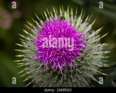 Thistle-Blüten. Lila Disteln in Blüte. Makronaht rosafarbene Mariendistelpflanze mit blühender Blüte am Sommermorgen Stockfoto