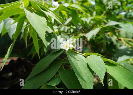 Blume und Blatt der Muntingia calabura (jamaikanische Kirsche) Stockfoto