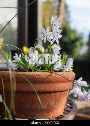 Terrakotta-Schüssel mit Scilla mischtschenkoana-Blüten (Scilla tubergeniana oder Misczenko-Zwiebeln) nahe draußen im späten Winter/frühen Frühling Stockfoto