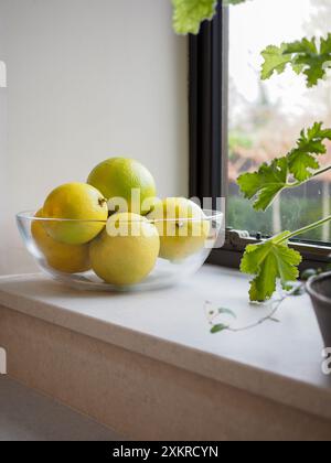 Schüssel mit frischen gelben und lindgrünen Bergamotte-Orangen-Früchten (Zitrus-Bergamia) auf einer hellen Küchenfensterbank im späten Winter/frühen Frühling Stockfoto