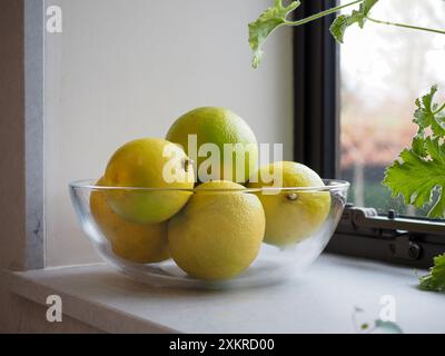 Pyrex-Schüssel mit gelben Bergamotte-Orangen auf einer Fensterbank in der Küche im Winter; eine duftende Zutat aus Kräutern und bitteren Zitrusfrüchten, die zum Backen und Kochen verwendet wird Stockfoto