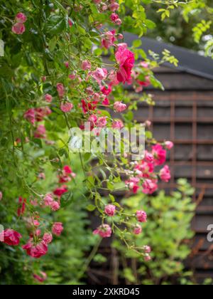 Die wilde Rose „Crimson Shower“ in voller Blüte hängt von einem Gartenbogen Stockfoto