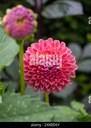 Dahlia „Jowey Winnie“ Blume Close Up, eine korallenfarbene, pfirsichfarbene und aprikosenfarbene Kugeldahlienpflanze, die sich ideal für den Schneidegarten eignet Stockfoto