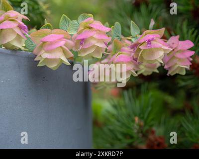 Origanum „Kent Beauty“ aus nächster Nähe, ein ornamentaler Oregano mit papierrosafarbenen Blütenblättern, die über den Rand eines Gartentopfes hingen (mit Kopierraum) Stockfoto