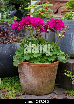 Vintage Terrakotta-Topf mit hellrosa Geranien auf rustikalen Kopfsteinpflasterstufen umgeben von selbstgesäten Soleirolia soleirolii und Farn in den Rissen Stockfoto