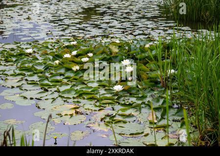 Lilien in Blüten, die im Sommer auf der Oberfläche eines großen Teichs in der englischen Landschaft schwimmen. Stockfoto