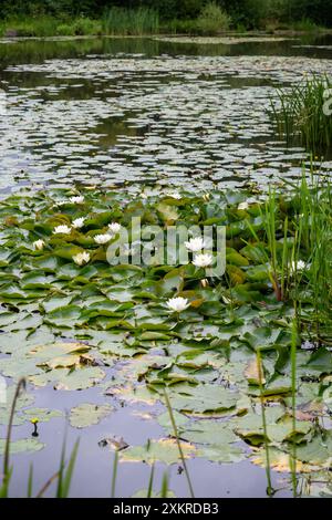 Lilien in Blüten, die im Sommer auf der Oberfläche eines großen Teichs in der englischen Landschaft schwimmen. Stockfoto