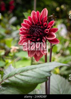 Dahlienblume „Night Silence“ aus nächster Nähe in einem Schnittgarten, eine dekorative Dahlienblume mit mattrosa Blüten Stockfoto