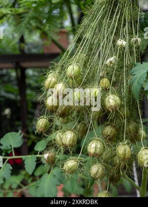 Die getrockneten Samenköpfe von Nigella damascena „Albion Green Pod“ schließen sich und hängen kopfüber zum Trocknen für getrocknete Blumenarrangements (Love-in-a-Nebel) Stockfoto