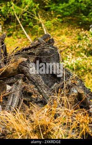 Holzascherückstände aus Lagerfeuer im Wald. Hochwertige Fotos Stockfoto