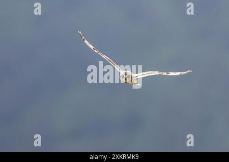 Sumpfohreule, Sumpf-Ohreule, im Flug, Flugbild, fliegend, ASIO Flammeus, Kurzohr-Eule, Kurzohr-Eule, Flug, Fliegen, Le Hibou des marais, Hibou Stockfoto