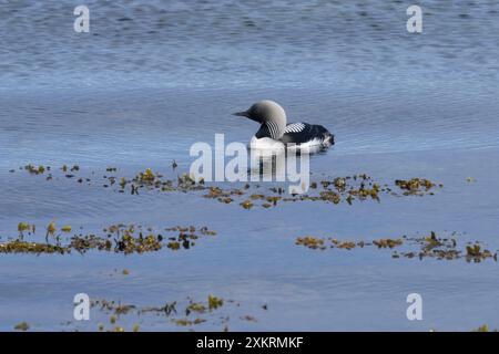 Prachttaucher, Pracht-Taucher, Gavia arctica, Schwarzkehlentaucher, Schwarzkehlentaucher, Arktisloon, Le Plongeon Arktique, Huart Arktique Stockfoto