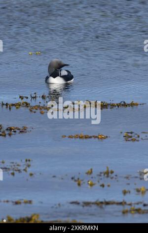 Prachttaucher, Pracht-Taucher, Gavia arctica, Schwarzkehlentaucher, Schwarzkehlentaucher, Arktisloon, Le Plongeon Arktique, Huart Arktique Stockfoto