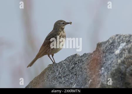 Strandpieper, füttert, fütternd, mit Futter im Schnabel, Strand-Pieper, Anthus petrosus, Europäische Felspipit, Felspipit, Le Pipit maritim Stockfoto