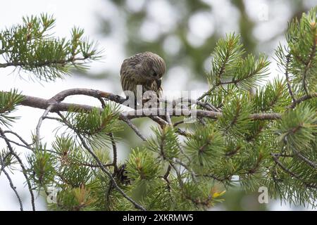 Kiefernkreuzschnabel, Kiefern-Kreuzschnabel, Jungvogel beim Fressen an einem Zapfen, Kiefernzapfen, Kreuzschnabel, Loxia pytyopsittacus, Papageienkreuz Stockfoto