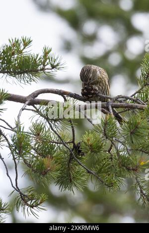 Kiefernkreuzschnabel, Kiefern-Kreuzschnabel, Jungvogel beim Fressen an einem Zapfen, Kiefernzapfen, Kreuzschnabel, Loxia pytyopsittacus, Papageienkreuz Stockfoto