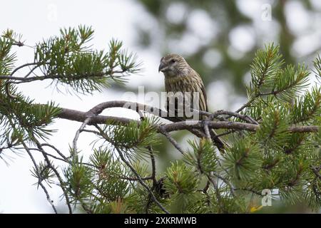Kiefernkreuzschnabel, Kiefern-Kreuzschnabel, Jungvogel beim Fressen an einem Zapfen, Kiefernzapfen, Kreuzschnabel, Loxia pytyopsittacus, Papageienkreuz Stockfoto