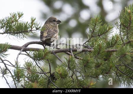 Kiefernkreuzschnabel, Kiefern-Kreuzschnabel, Jungvogel, Kreuzschnabel, Loxia pytyopsittacus, Papageienkreuz, Kreuzschnabel, Le Bec-Croisé perroquet Stockfoto