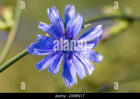 Die Blüte der Zichorie (Cichorium intybus) Stockfoto