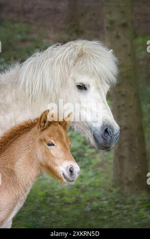 Islandpferde, Stute mit jungen Fohlen, die nebeneinander stehen, Pferdeköpfe mit abgedrehten Ohren Stockfoto