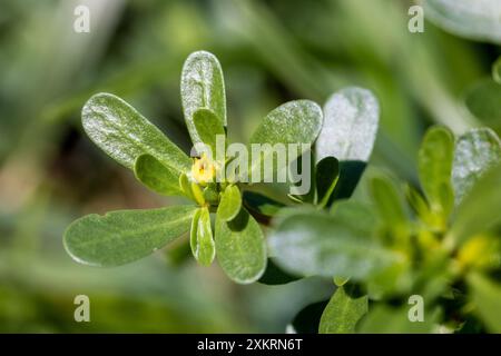 Nahaufnahme der Portulaca oleracea-Blüte Stockfoto