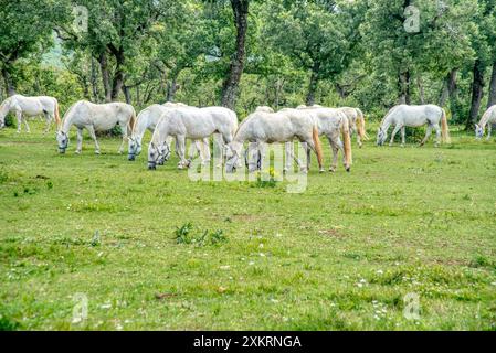 Weißen Lipizzaner Stuten Pferderasse mit dunklen Fohlen grasen in einer Wiese mit Gras und Blumen auf dem Gestüt Lipica in Lipica Sezana Slowenien Stockfoto