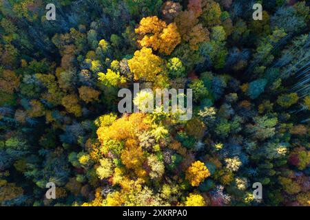 Blick aus der Vogelperspektive auf den üppigen Wald mit farbenfrohen Baumkronen in Herbstwäldern an sonnigen Tagen. Landschaft herbstlicher wilder Natur Stockfoto