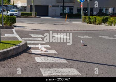 Alcoy, Spanien, 22.07.2024; White Pigeon Columbidae isst in einem Burger King Container auf der Straße Stockfoto