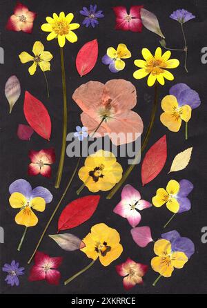 Gepresste und getrocknete Sommerblumen und -Blüten auf schwarzem Hintergrund. Stockfoto