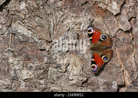 Ein Pfauenschmetterling sitzt auf der Baumrinde mit ausgebreiteten Flügeln und sonnt sich in der Sonne. Stockfoto