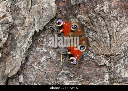 Ein Pfauenschmetterling sitzt auf der Baumrinde mit ausgebreiteten Flügeln und sonnt sich in der Sonne. Stockfoto